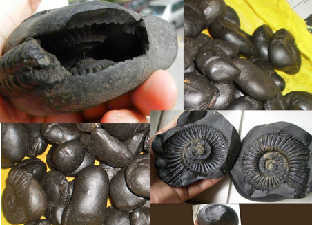 Where Will We Get Shaligrama Stones?