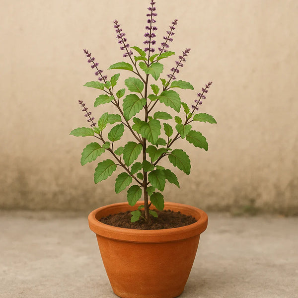 Why Do We Use Tulsi Leaves For Spiritual Offerings