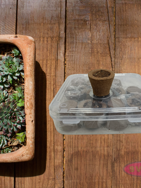 Premium Cup Sambarani Panchagavya Chandan – Natural Herbal Dhoop Cups for Puja & Meditation